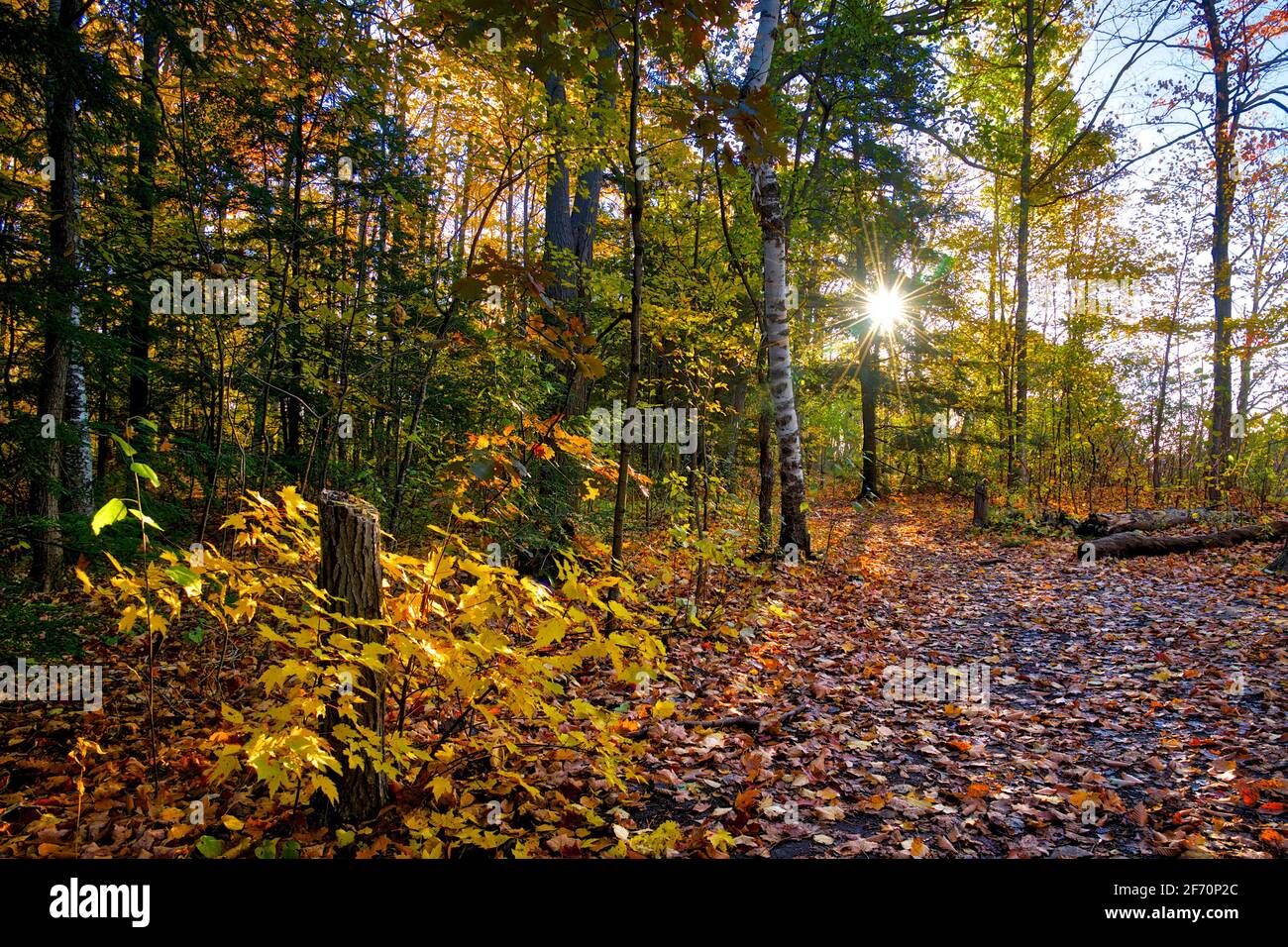 Maple tree leaves covered the ground with a lens flare at the footpath ...