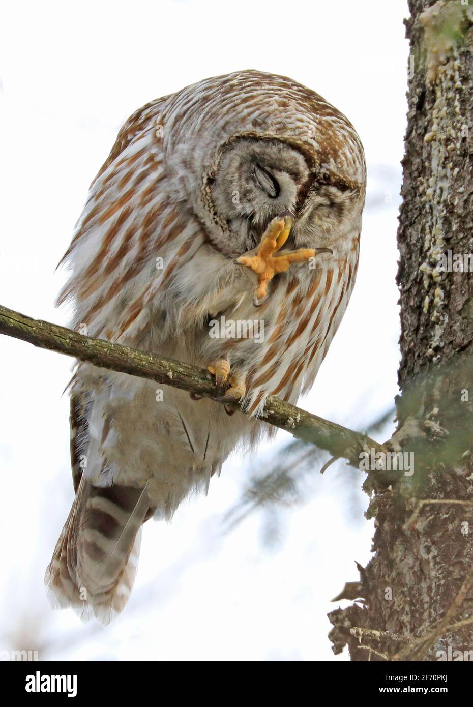 Barred Owl standing on a fir tree branch and scratching itself by using its claw, Quebec, Canada Stock Photo