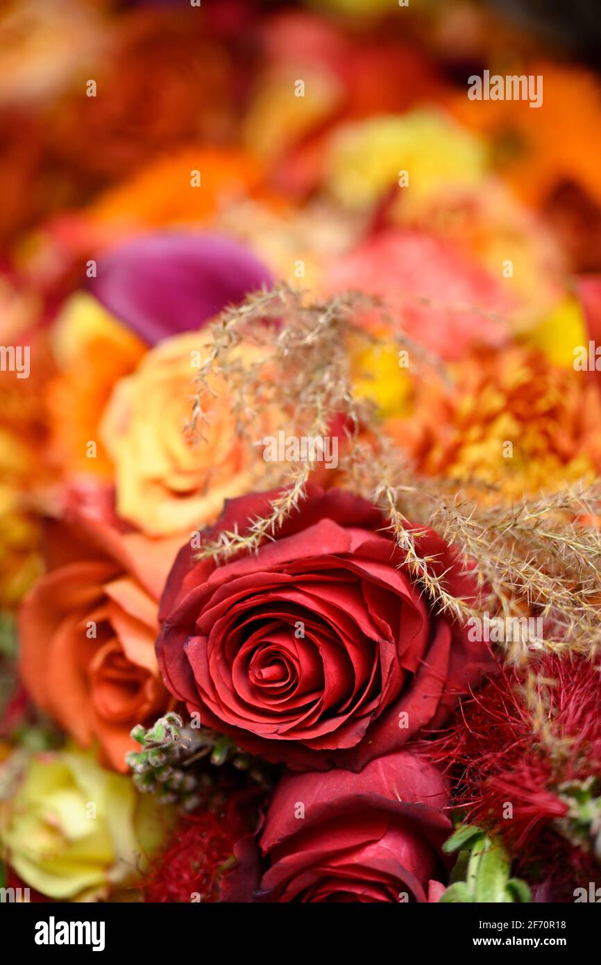 Flowers, plants and trees UK Stock Photo Alamy