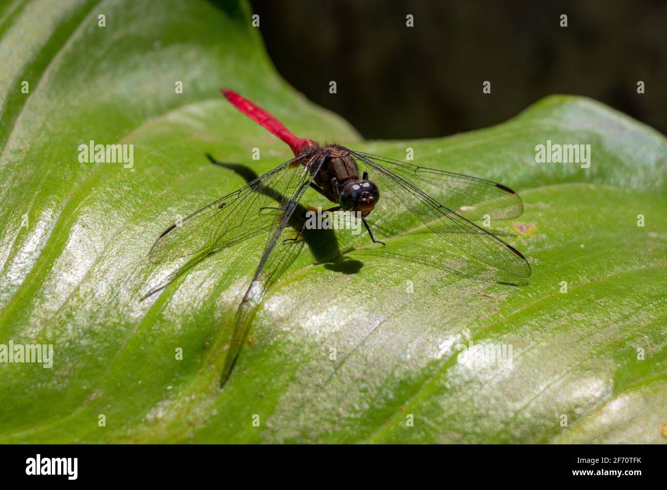 Dragon fly on a green leaf Stock Photo