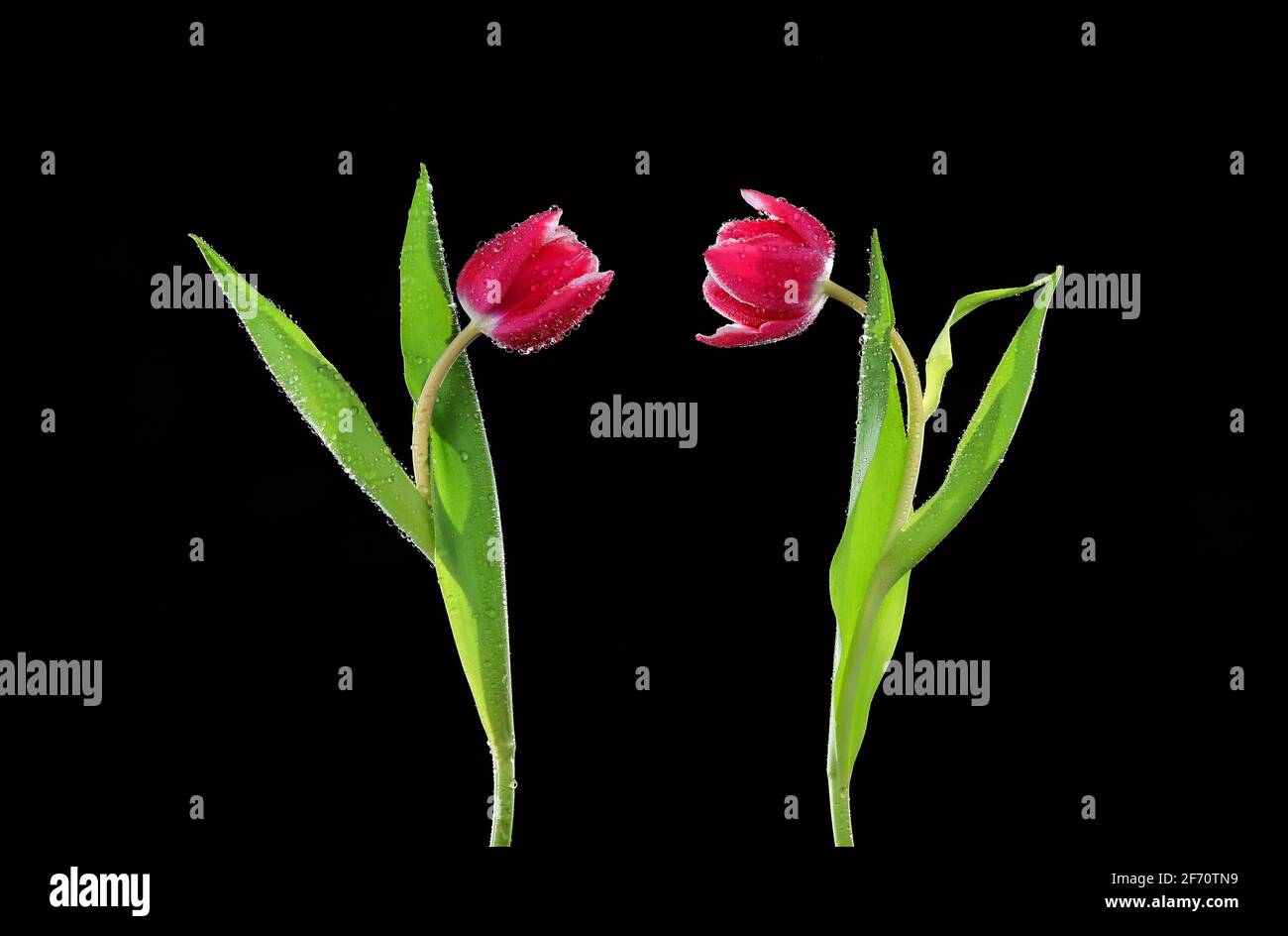 Beautiful tulips with green stems and leaves Stock Photo - Alamy