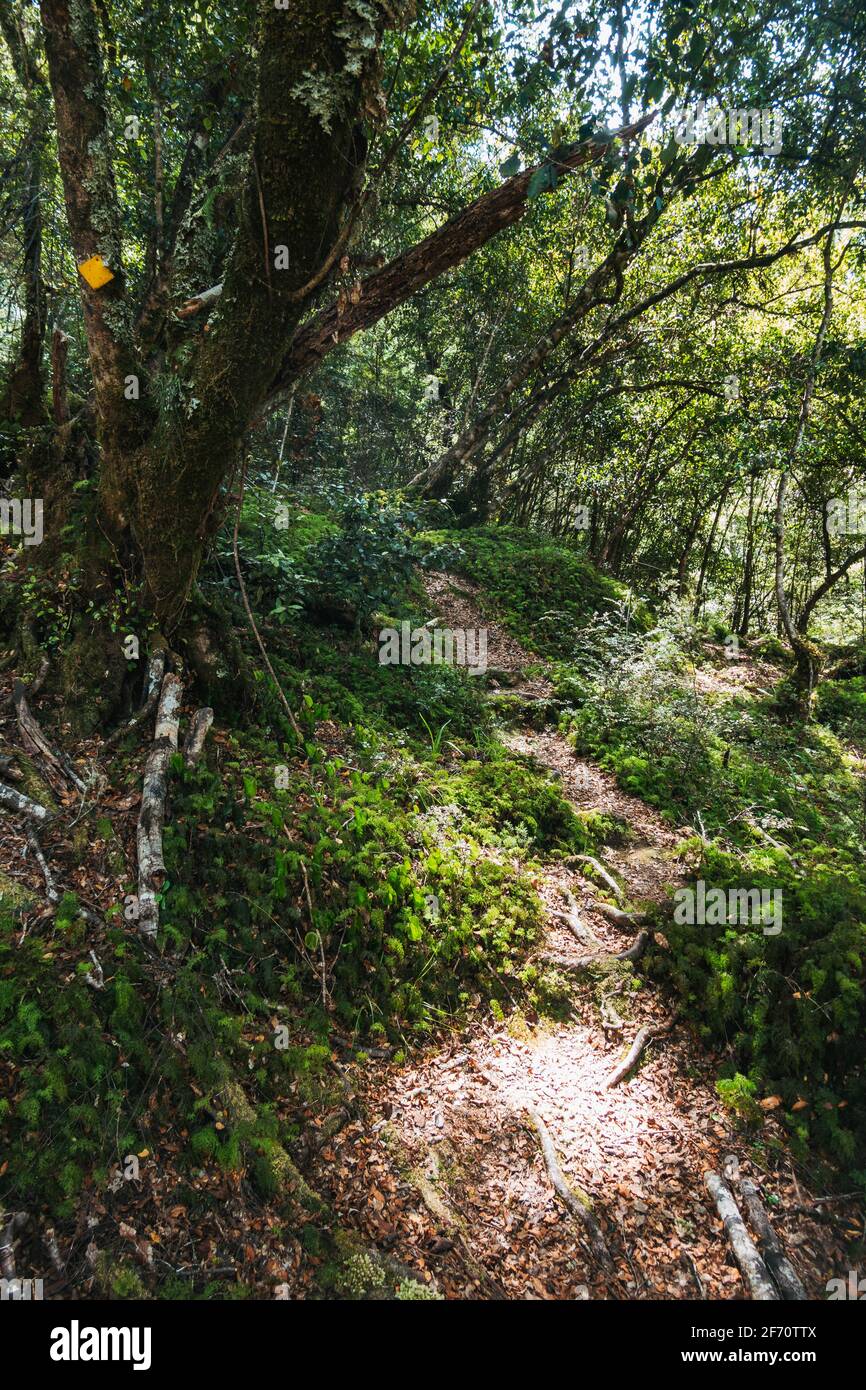 following a seldom-traveled hiking trail near Tauranga-Taupo River in Kaimanawa Forest Park, New Zealand Stock Photo