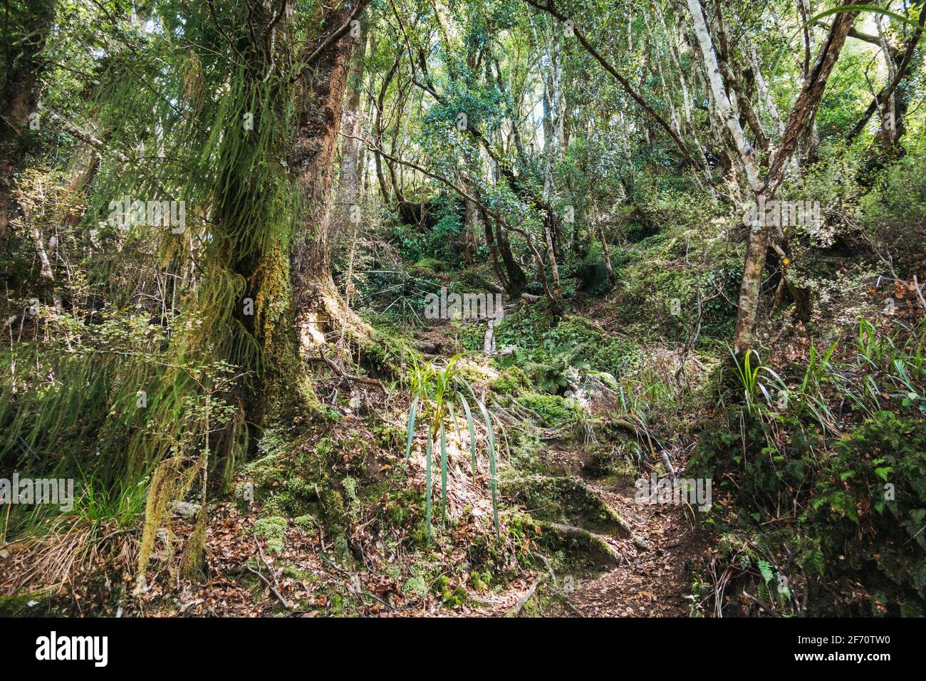 following a seldom-traveled hiking trail near Tauranga-Taupo River in Kaimanawa Forest Park, New Zealand Stock Photo