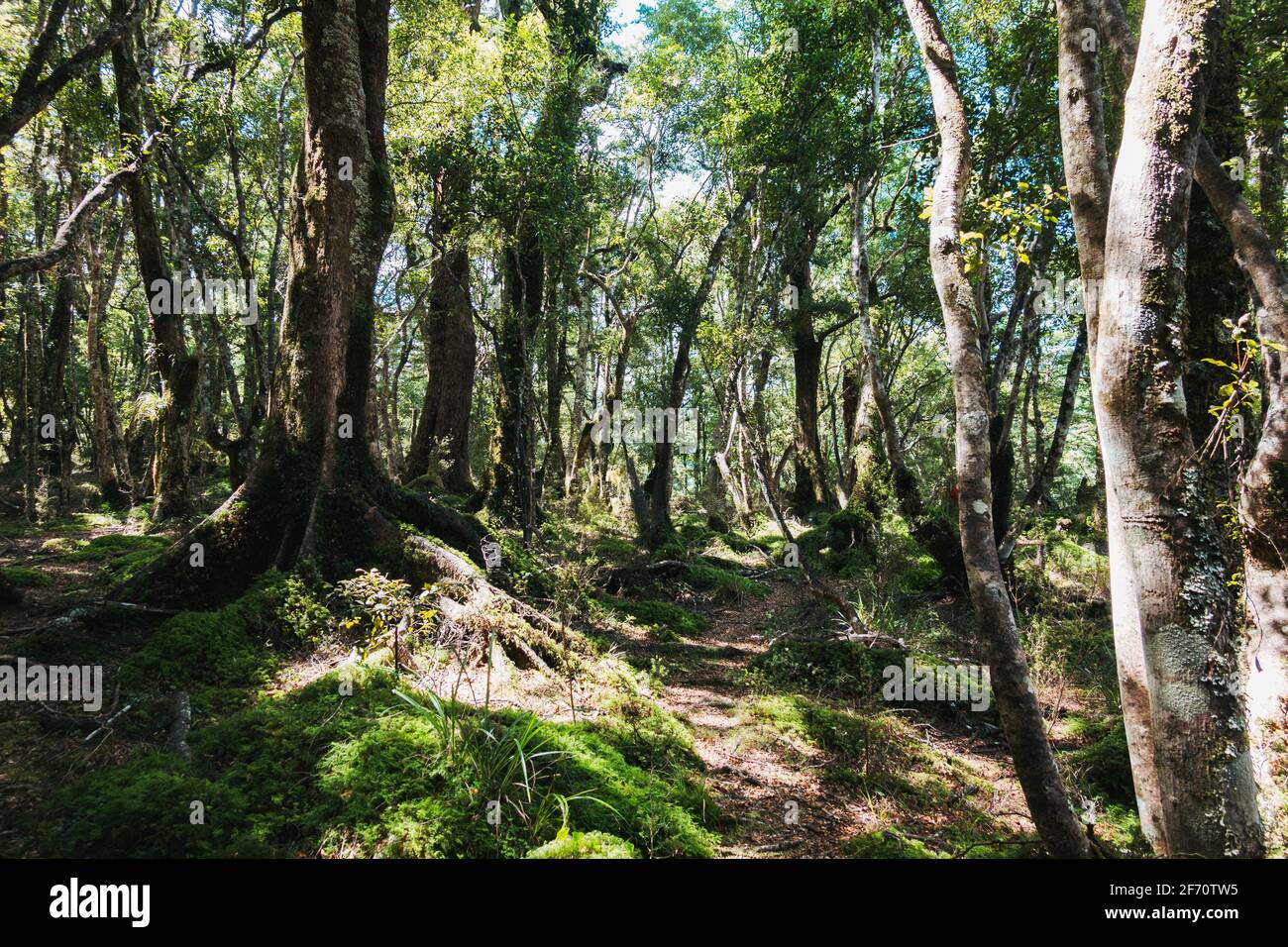 following a seldomtraveled hiking trail near TaurangaTaupo River in