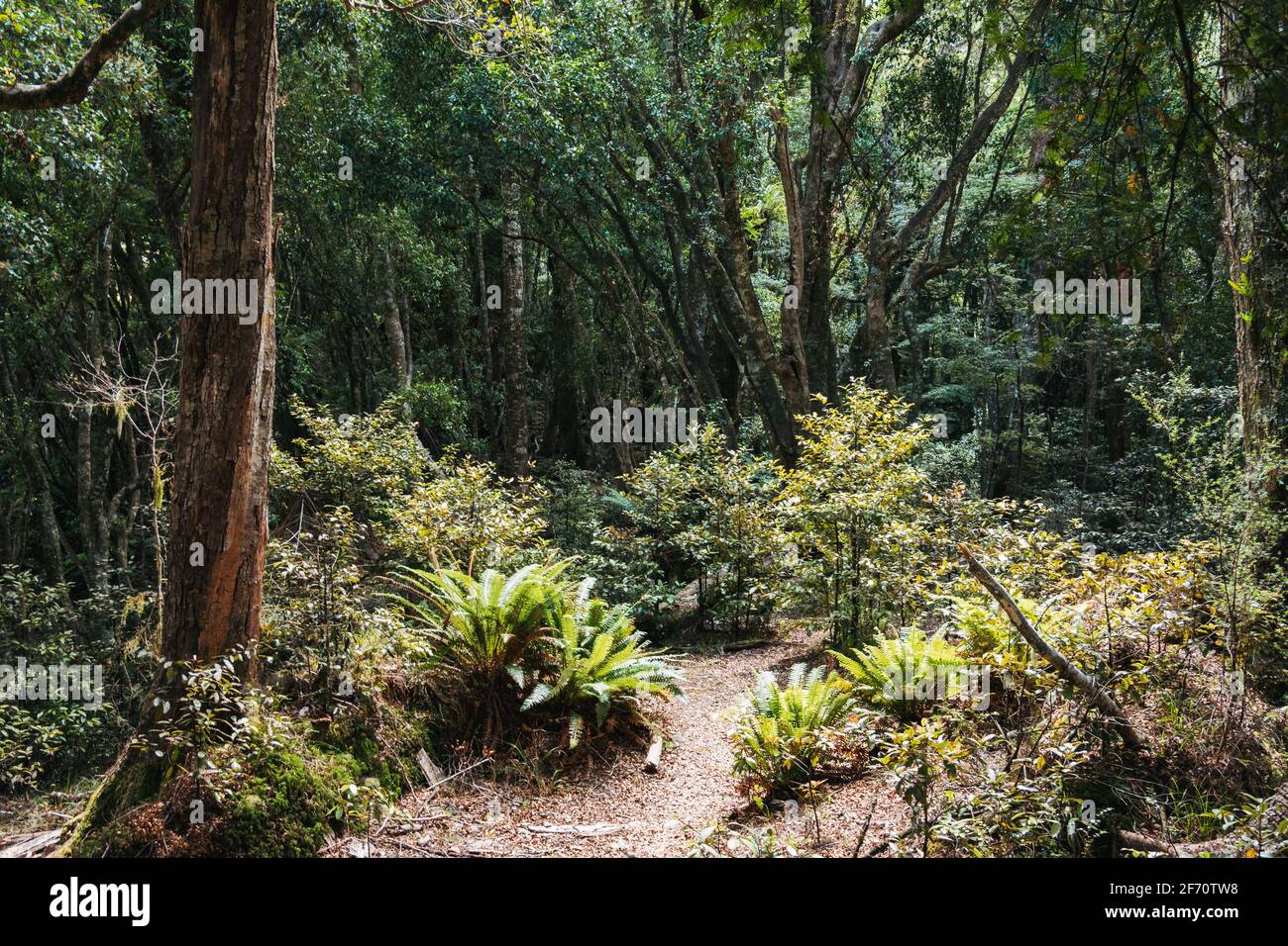 following a seldomtraveled hiking trail near TaurangaTaupo River in