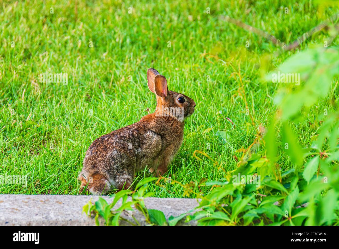 White Tail Bunny Stock Photo Alamy