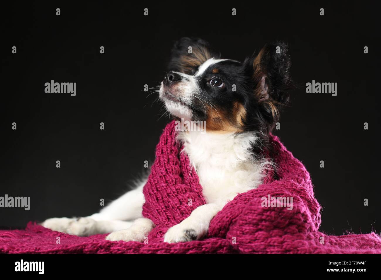 Portrait of cute puppy of papillon dog wrapped in scarf lying down against black background Stock Photo