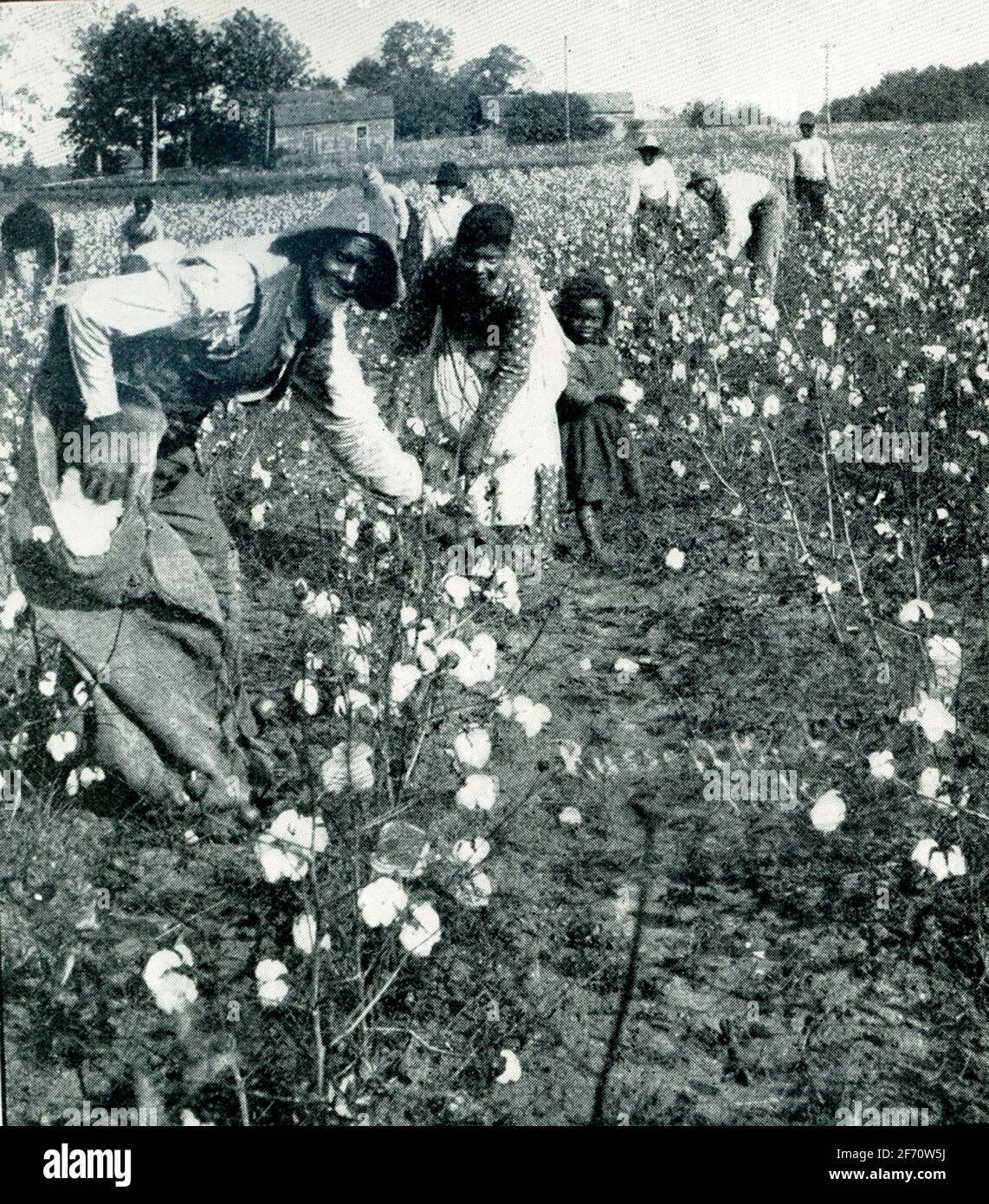 The photo dates to 1903. Picking Cotton in Mississippi. An American Tea Plantation—Pinehurst Tea plantation in Summerville, South Carolina, which was started in 1888 by Charles Shepard. Stock Photo