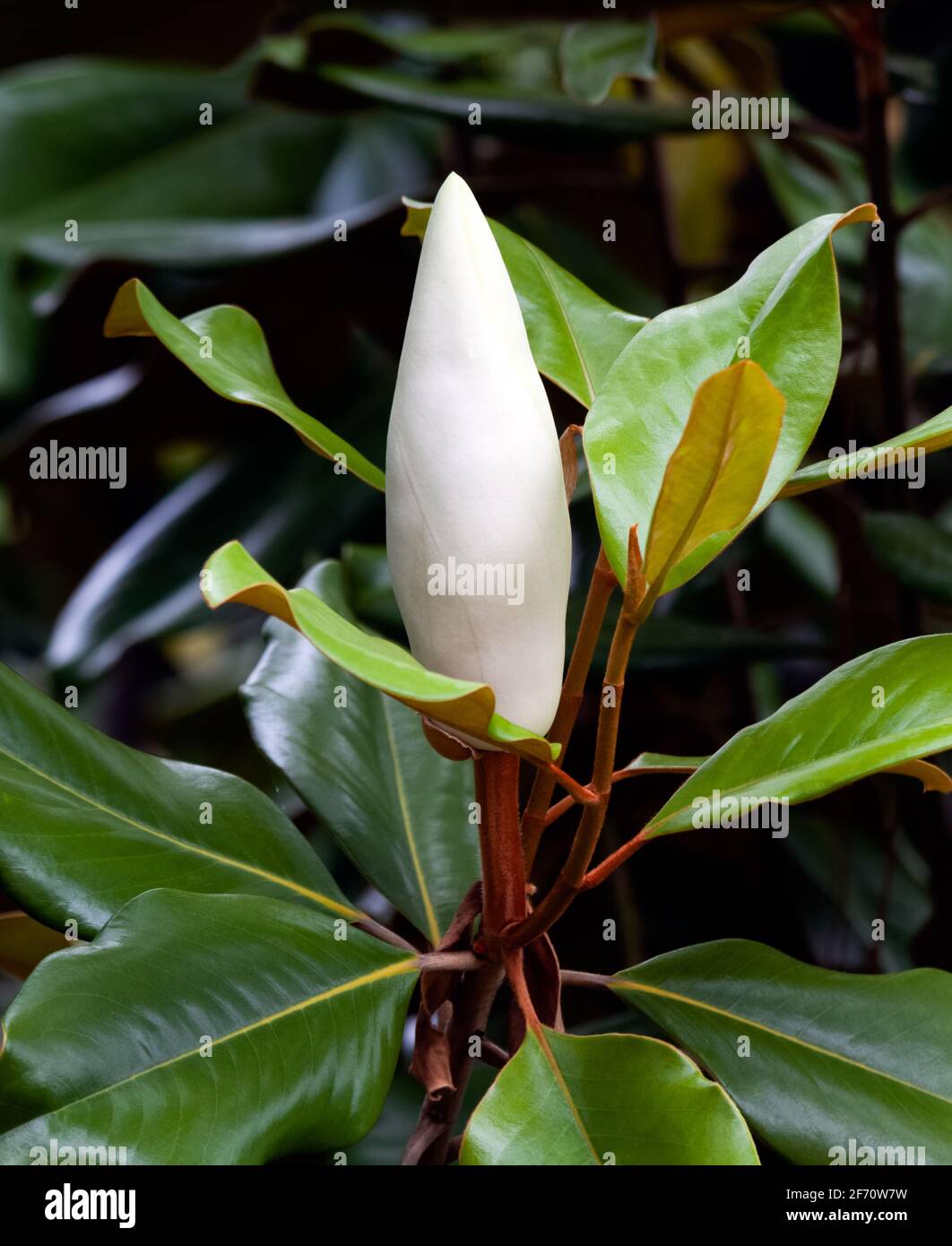 magnolia blossom closeup in a tree ready to bloom Stock Photo