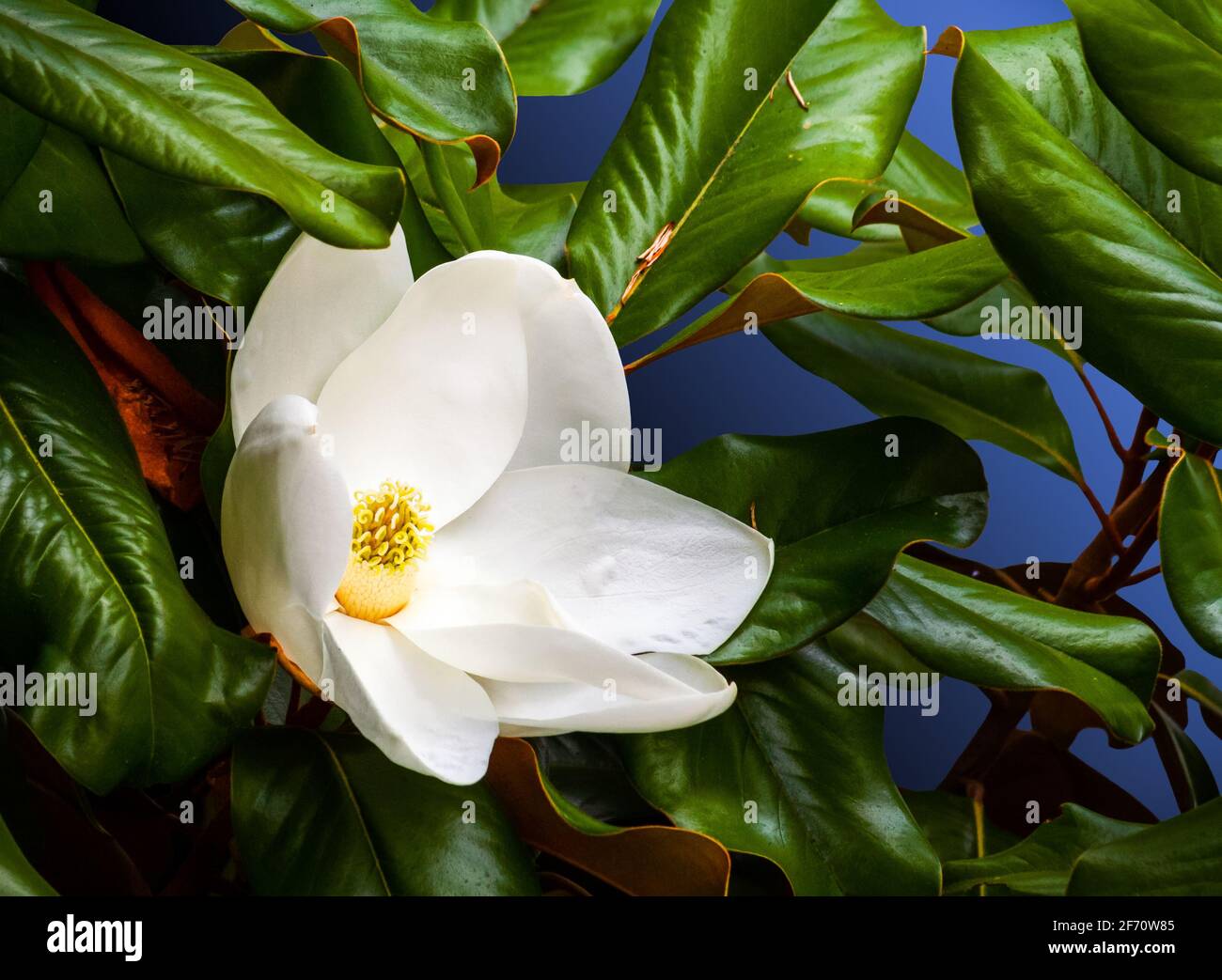 white magnolia flower closeup in a tree with a blue background Stock Photo