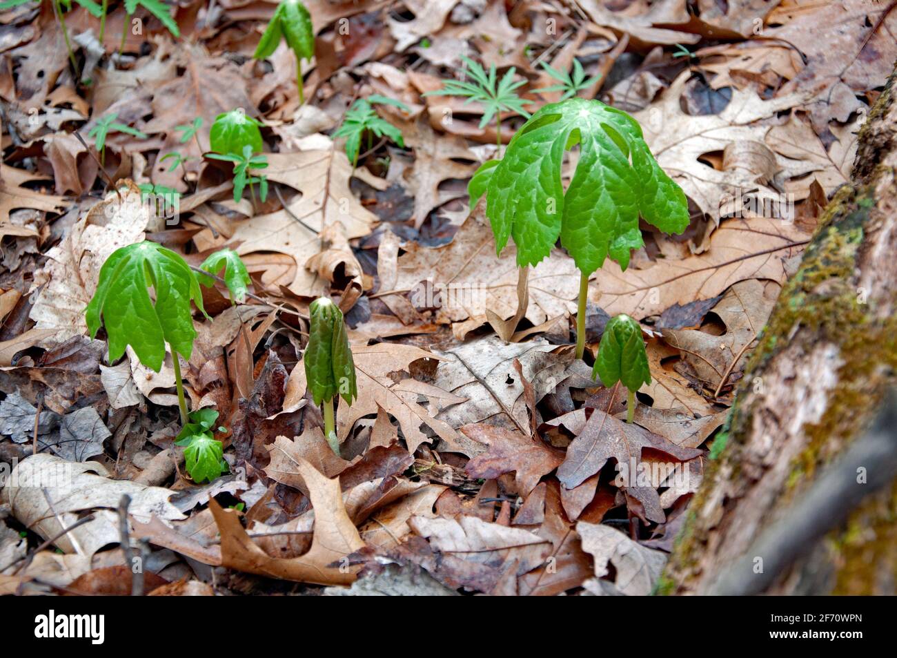 Mayapple plants emerge from the forest floor along the Appalachian Trail in Virginia Stock Photo