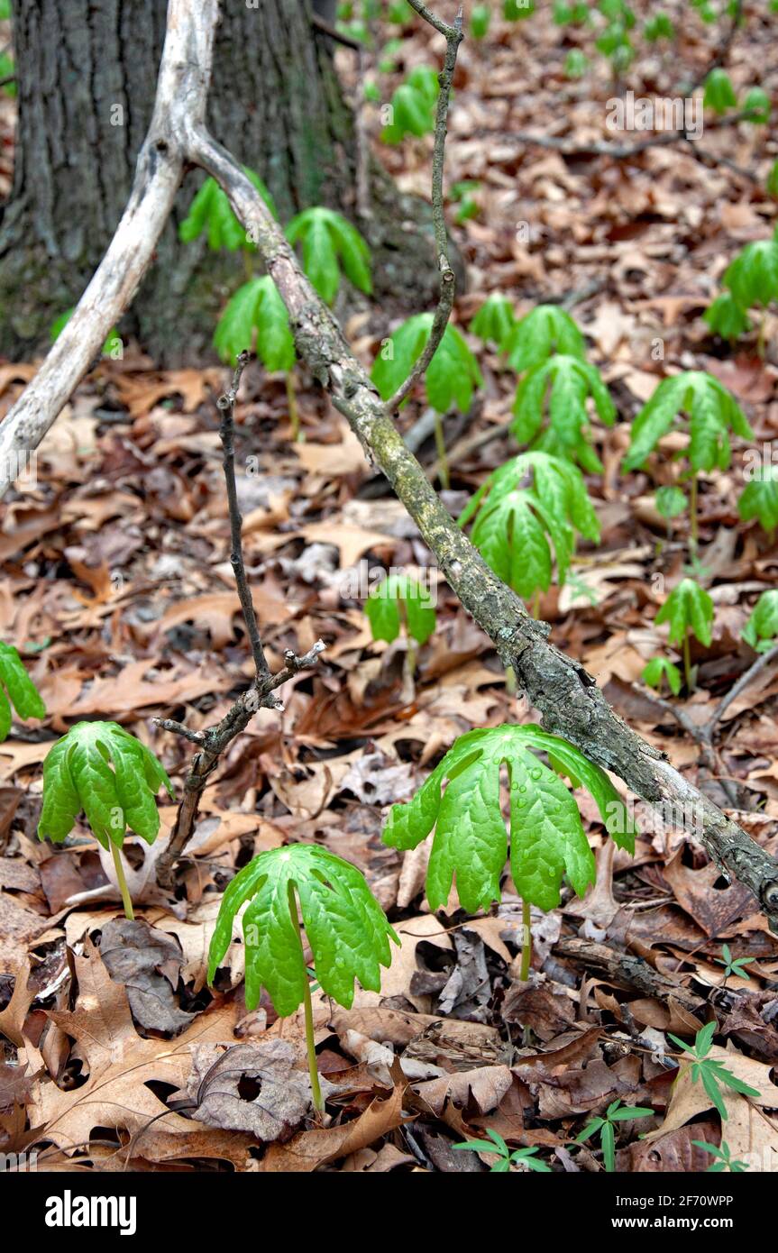 May Apple plants emerge from the forest floor in spring along the Appalachian Trail in Virginia Stock Photo