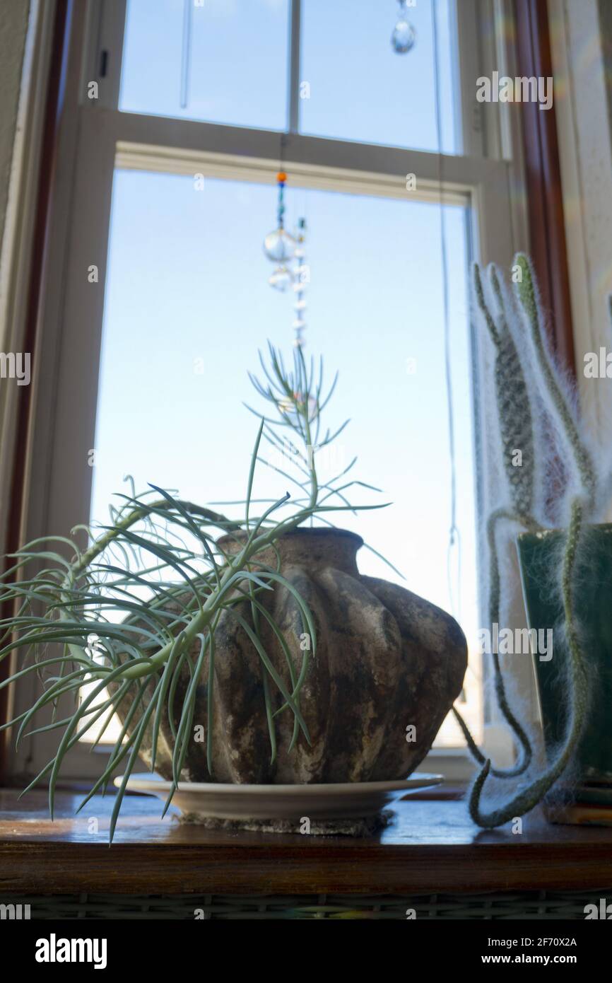Plant Phototropism showing how cactus is bending towards sunlight Stock