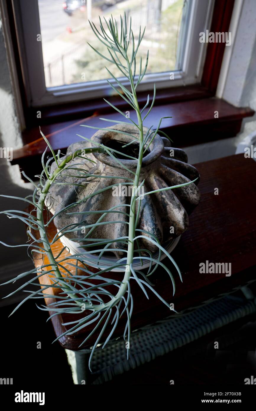 Plant Phototropism showing how cactus is bending towards sunlight Stock