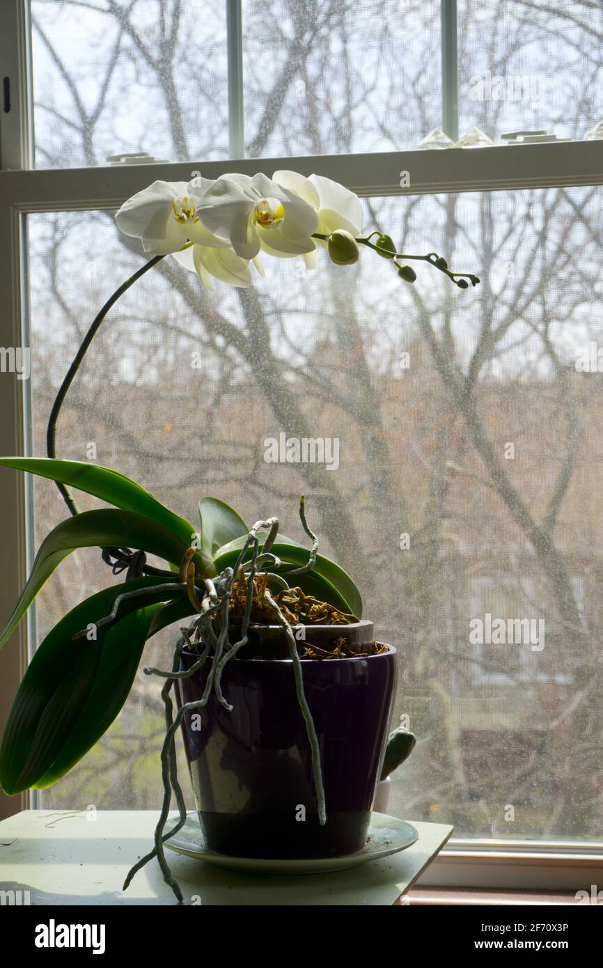 Plant Phototropism showing how orchids bend towards sunlight. White