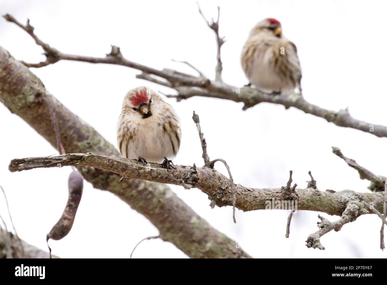 Common Redpolls (Acanthis flammea) perched in a tree in Long Island, New York during an irruption year Stock Photo
