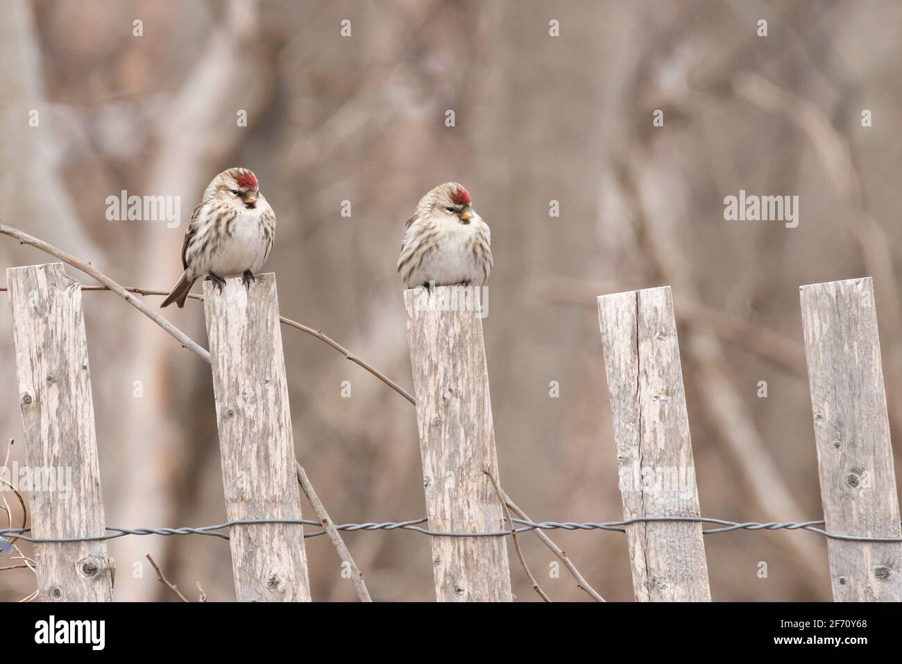Common Redpolls (Acanthis flammea) perched on fence posts in Long Island, New York during an irruption year Stock Photo