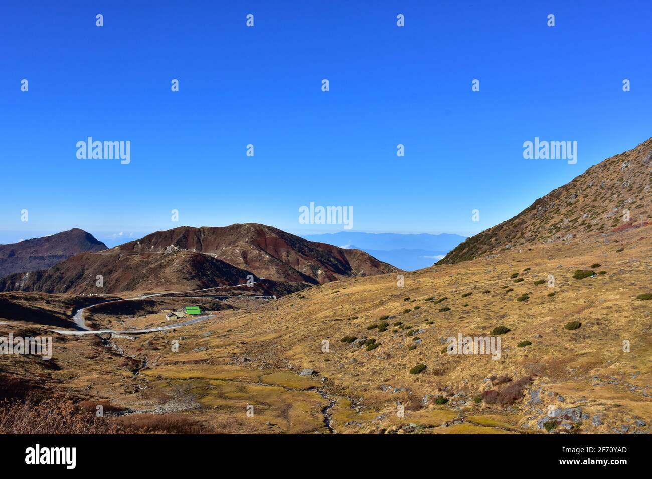Blue himalayan hi-res stock photography and images - Alamy