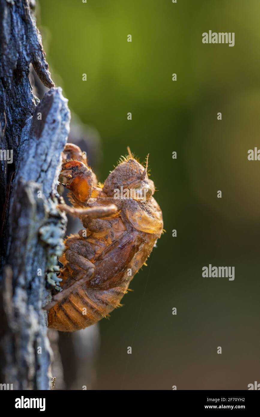 Dog-day Cicada shell Stock Photo