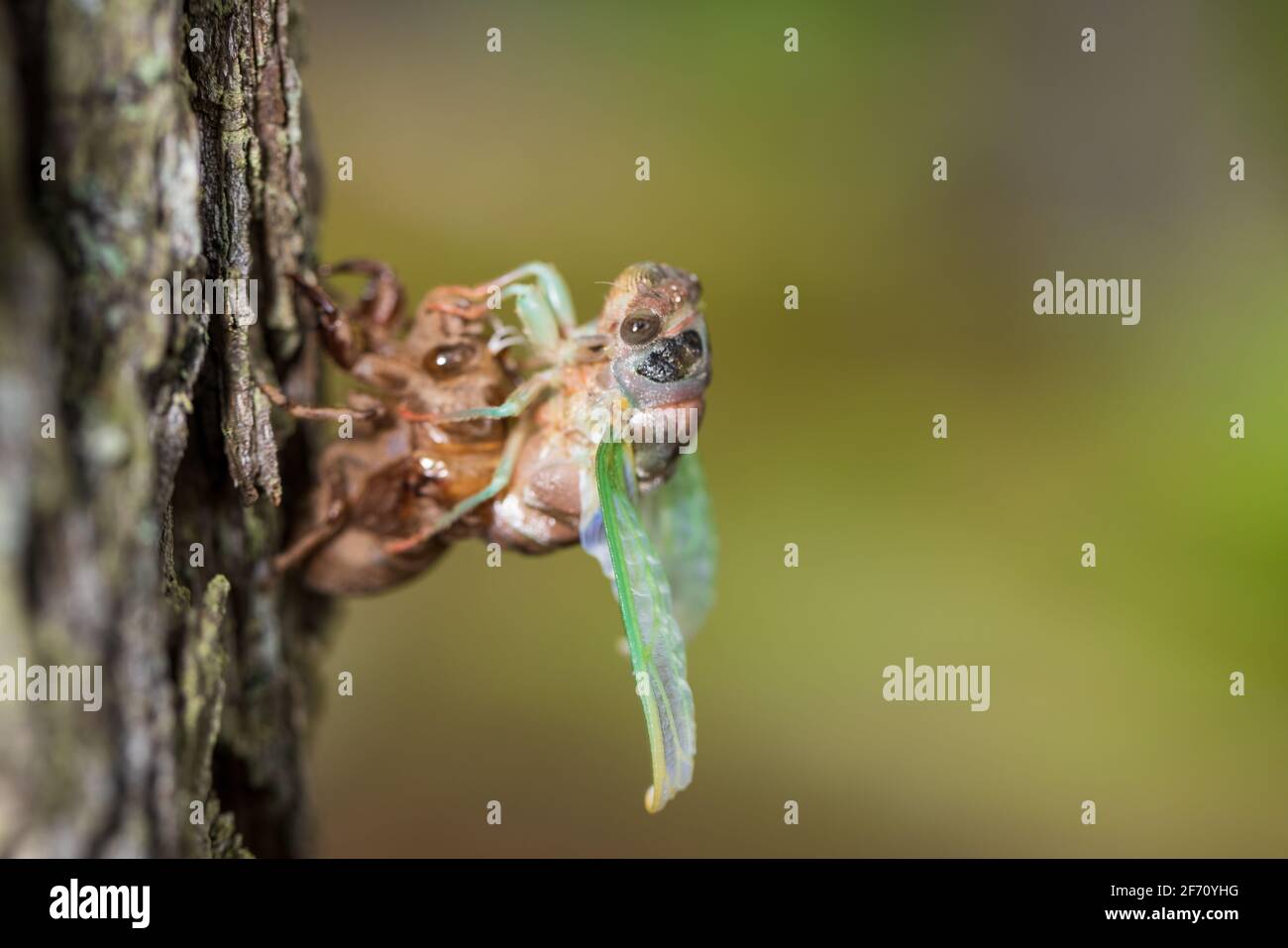 Dog-day Cicada emergence from shell Stock Photo