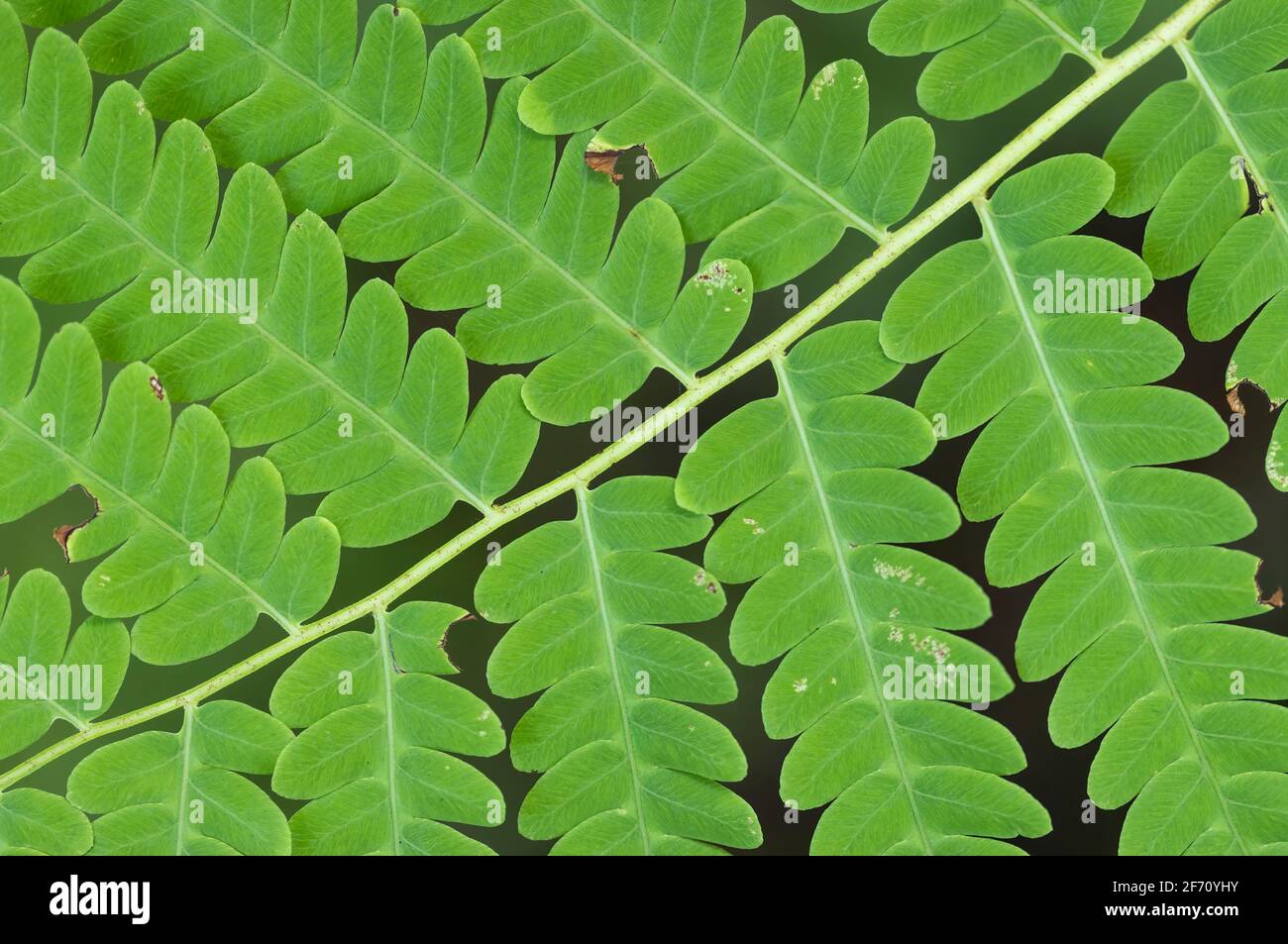 Macro image of the leaves of an Interrupted Fern (Osmunda claytoniana). Stock Photo