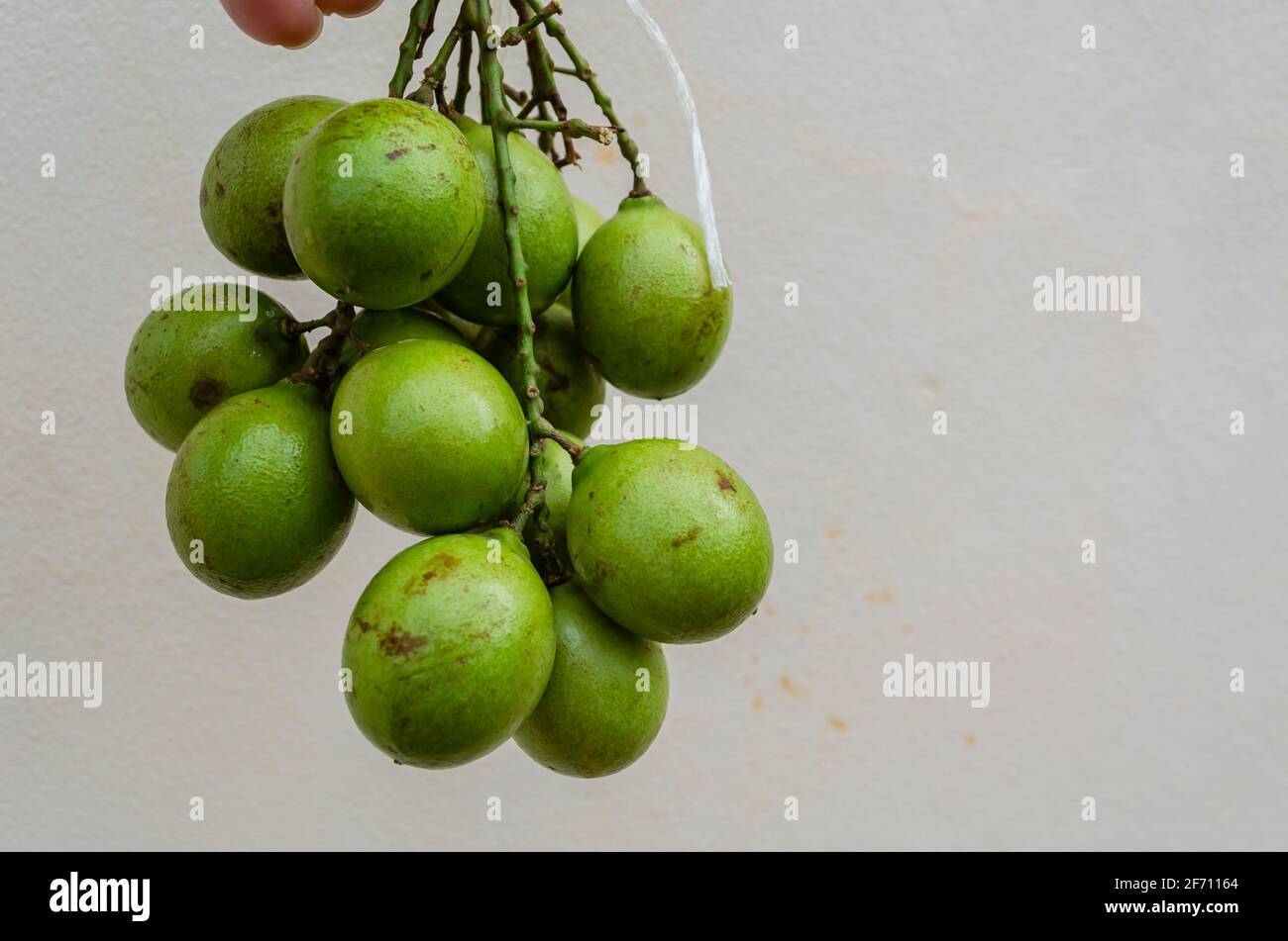 Mature Guinep On White Background Stock Photo