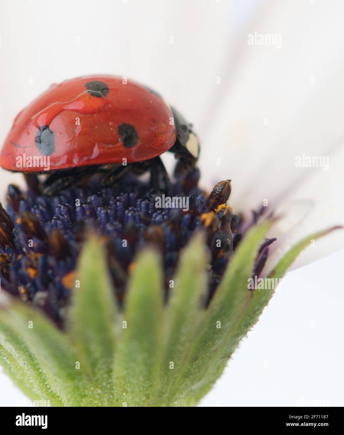 Red ladybug perched on purple flower in close up photography during daytime  photo – Free Flower Image on Unsplash, image size:1098x1390