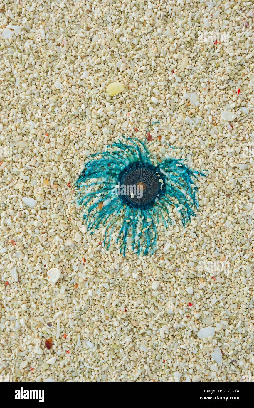 Vertical view of a Blue Button Jellyfish (Porpita porpita) in the sand, Heron Island, Southern Great Barrier Reef, Queensland, QLD, Australia Stock Photo