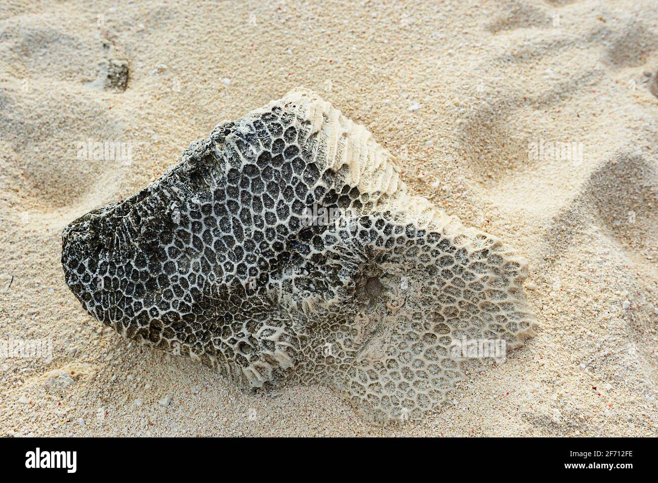 Dead coral on the beach, Heron Island, Southern Great Barrier Reef, Queensland, QLD, Australia Stock Photo