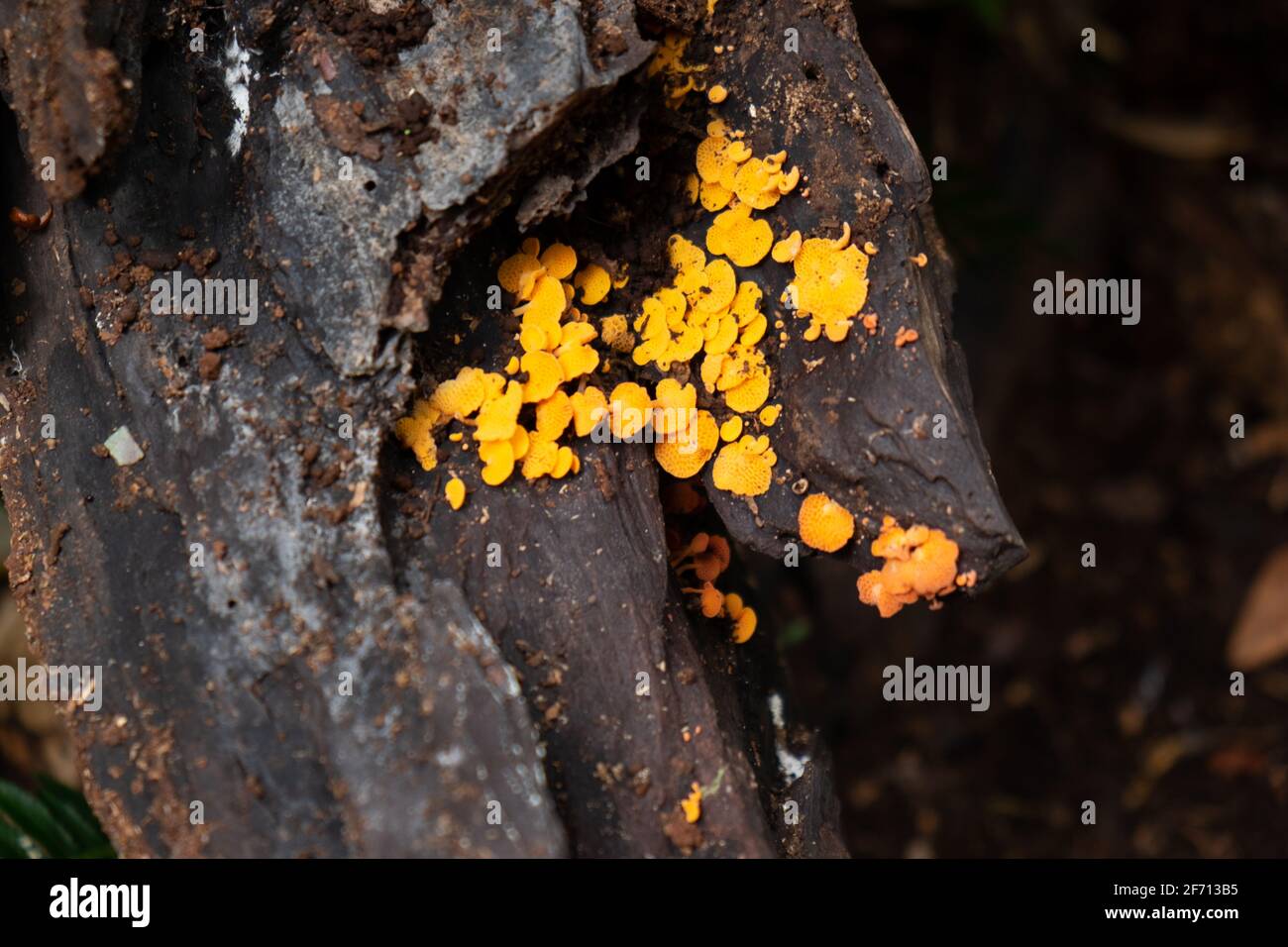 Cluster of tiny mushrooms in Rainforests of South East Queensland Stock Photo