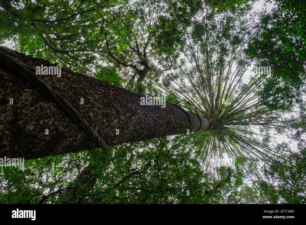 A vine spiralling up a Bunya pine. Stock Photo