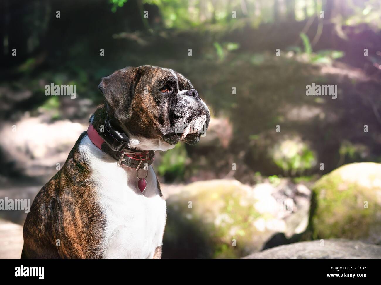 Boxer dog with remote recall training collar. A female adult brindle boxer dog is sitting sideways and starring at something intensiv. Defocused and a Stock Photo