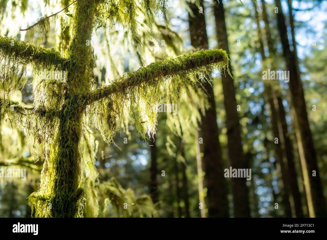 Hanging moss from trees in rainforest. Cat's tail moss, reed mace or sothecium myosuroide. Forest backdrop texture. Defocused and abstract tall trees Stock Photo