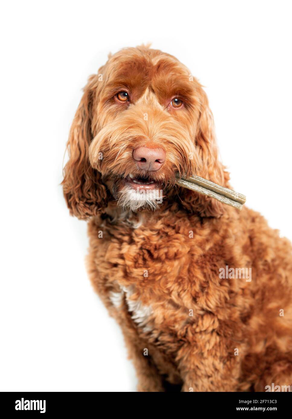 Dog with dental chew stick in mouth. Labradoodle dog with long bone to the side, like a cigarette. White teeth and fangs visible. Concept for dental h Stock Photo