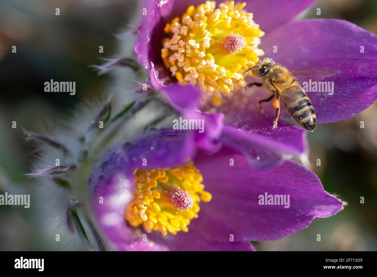 Honey Bee collecting nectar from Purple Crocus (Crocus sativus)  flowers  in the garden. Close up. Macro. Stock Photo
