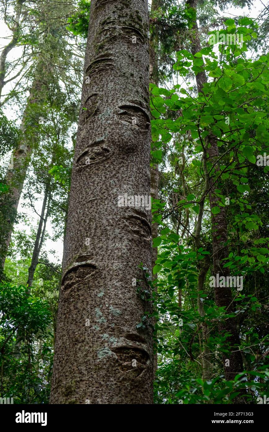 Climbable trunk of a Bunya Pine Stock Photo