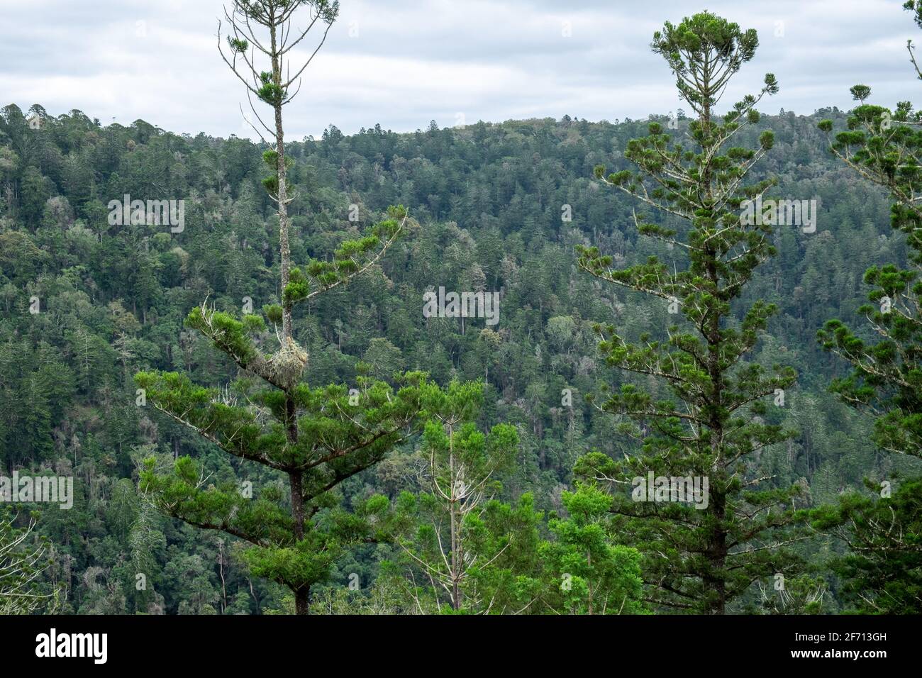 Foreground and Background of pines. Stock Photo