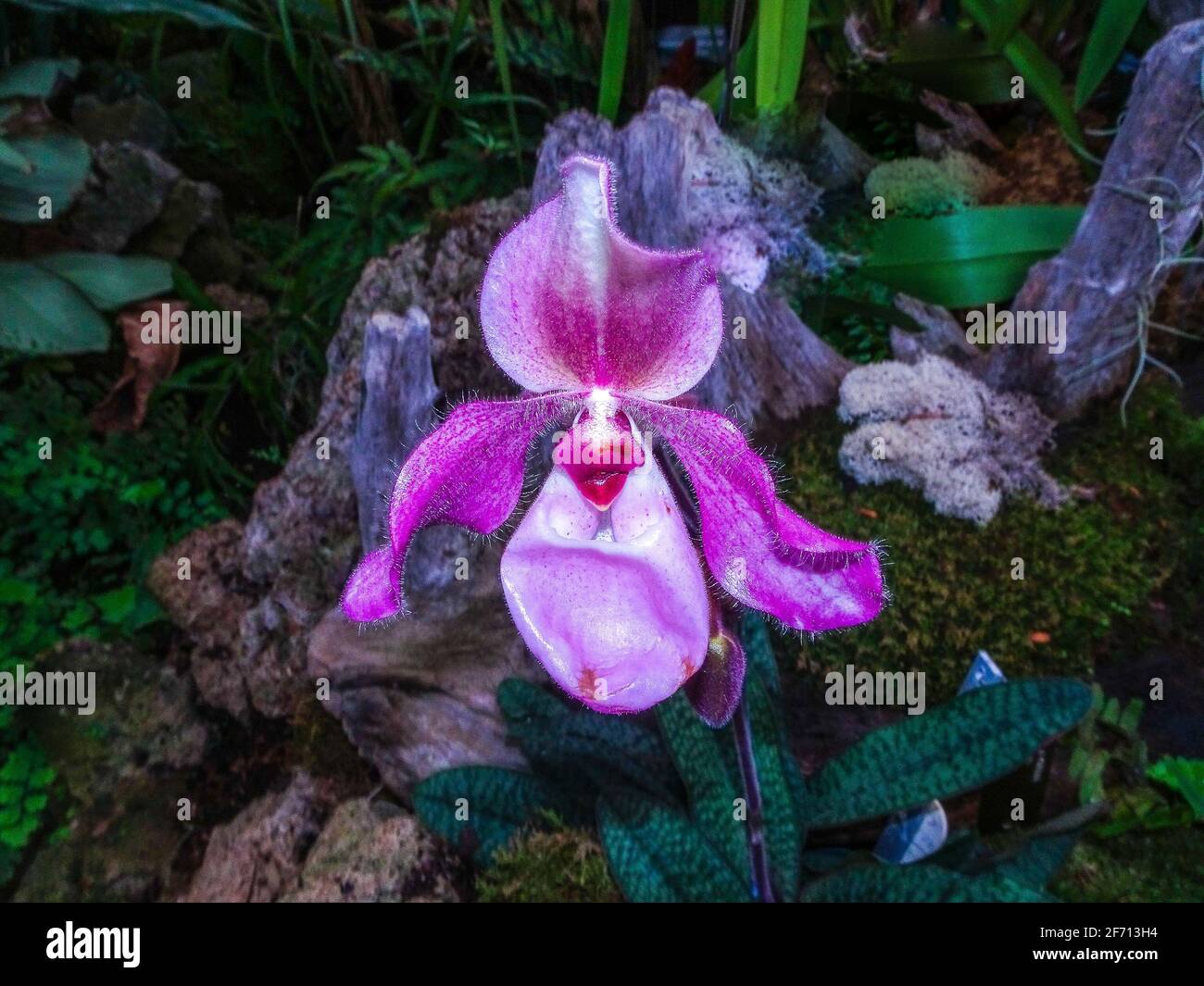 Rare and exotic purple orchid in bloom Stock Photo
