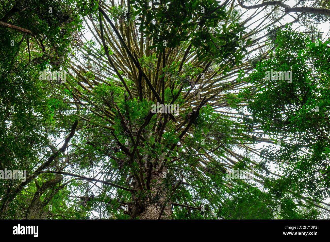 The canopy of a Bunya Pine Stock Photo