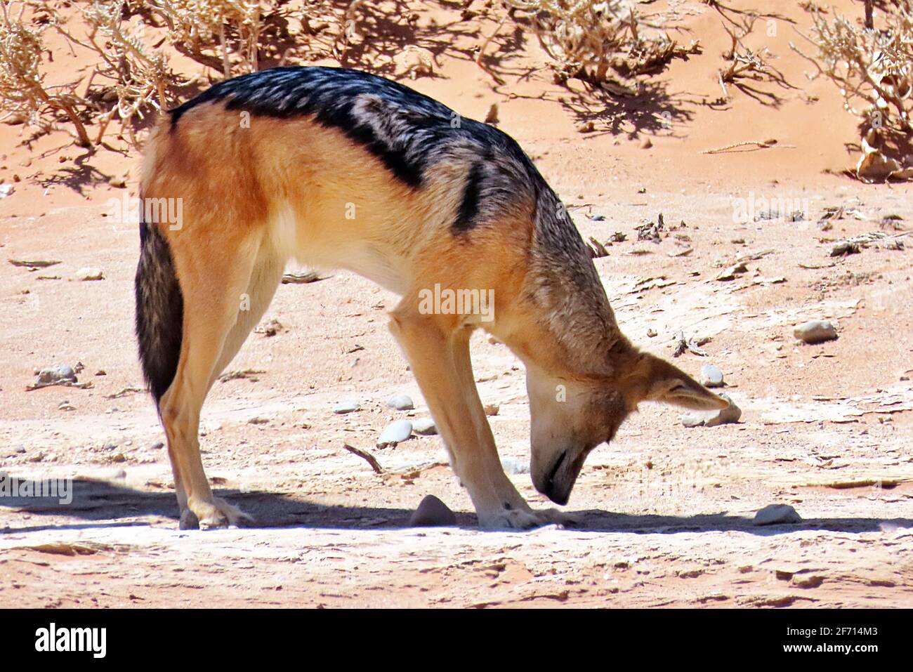A Black Backed Jackal (Canis mesomelas) taking shade from the midday sun at Sossusvlei, Namibia Stock Photo