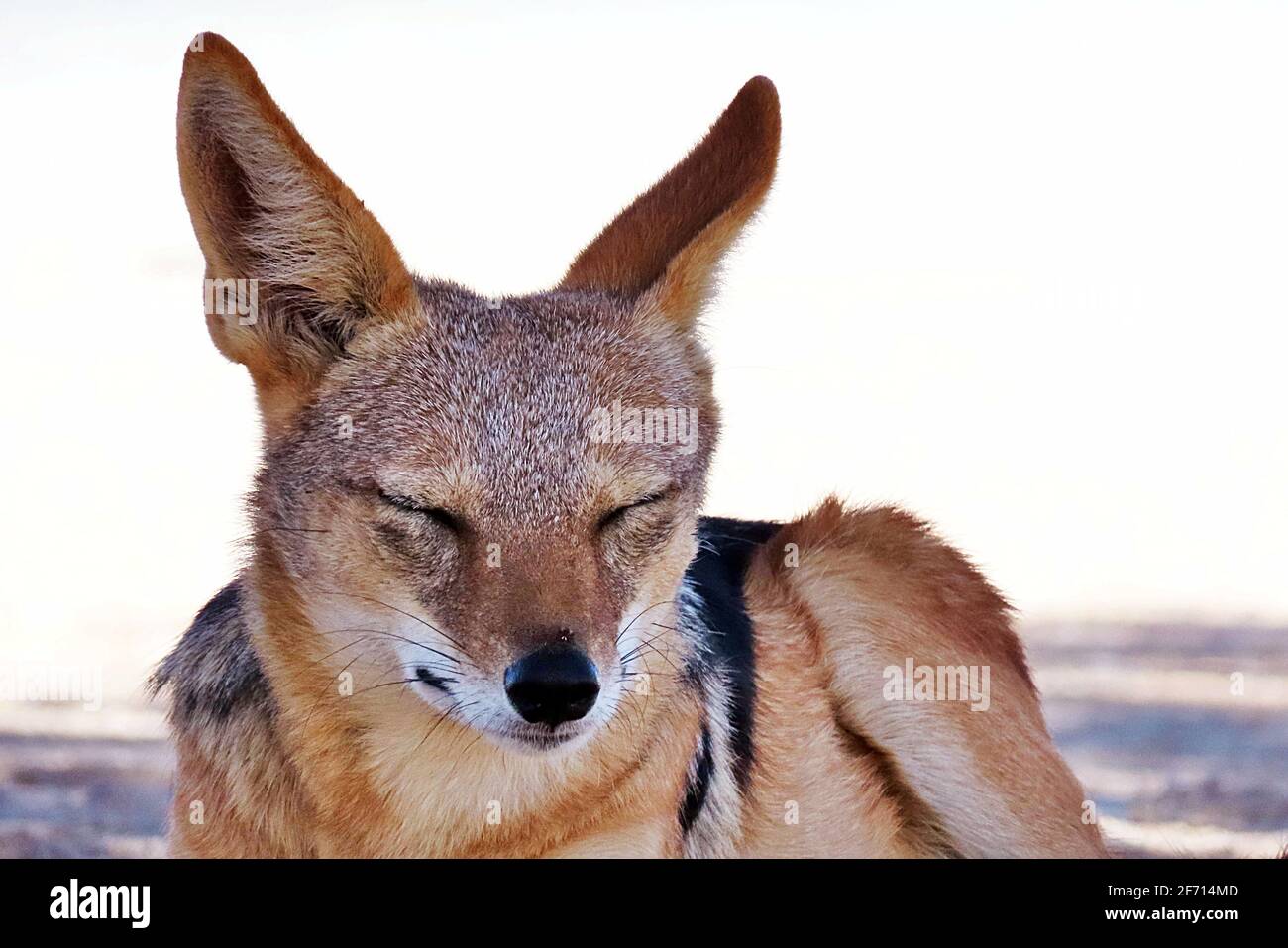 A Black Backed Jackal (Canis mesomelas) taking shade from the midday sun at Sossusvlei, Namibia Stock Photo