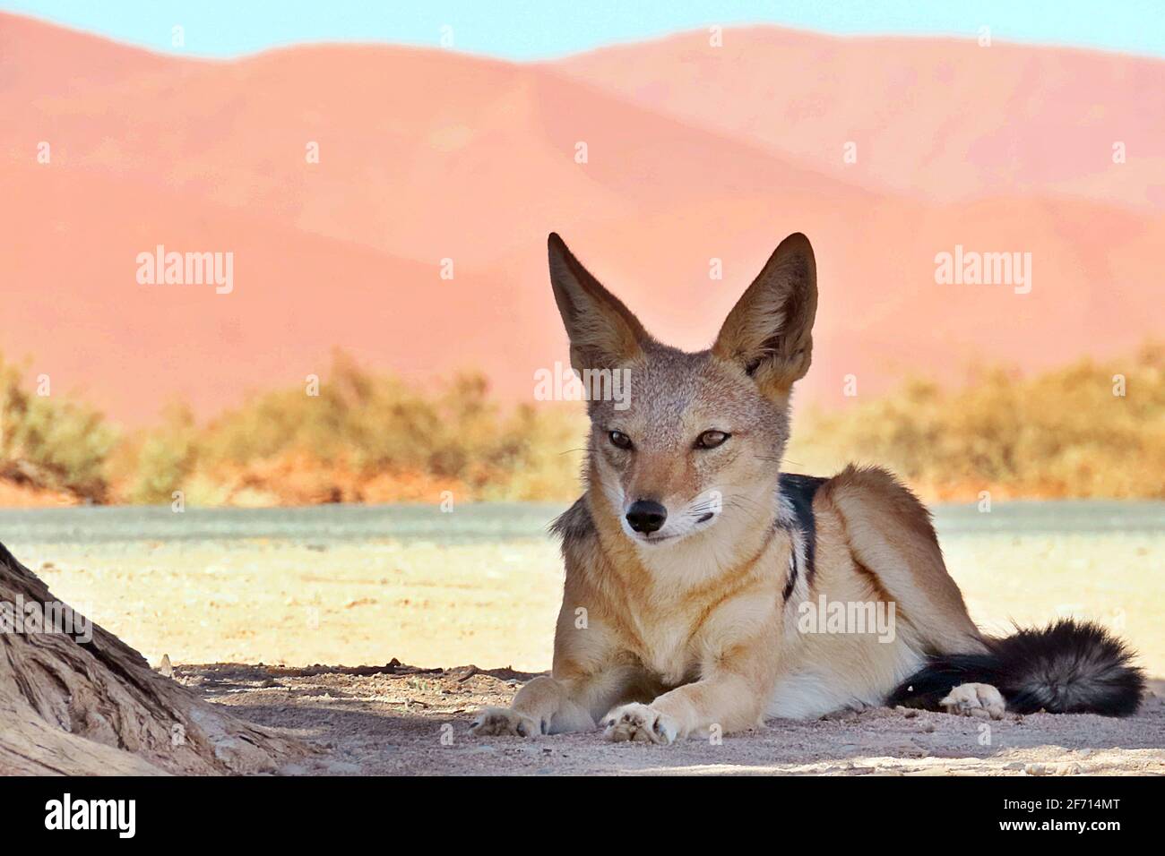 A Black Backed Jackal (Canis mesomelas) taking shade from the midday sun at Sossusvlei, Namibia Stock Photo