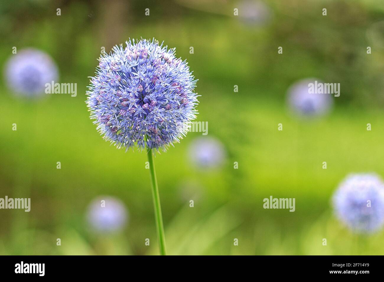 Royal caeruleum allium. Blue flower of globular shape, flowers in summer in city park. Decorative bulbous perennial plant. Stock Photo