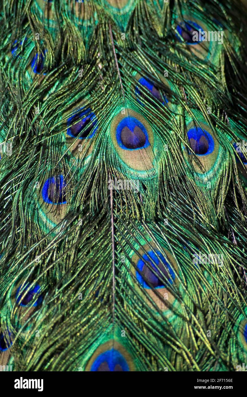Colourful feathers in a peacock's tail. Stock Photo