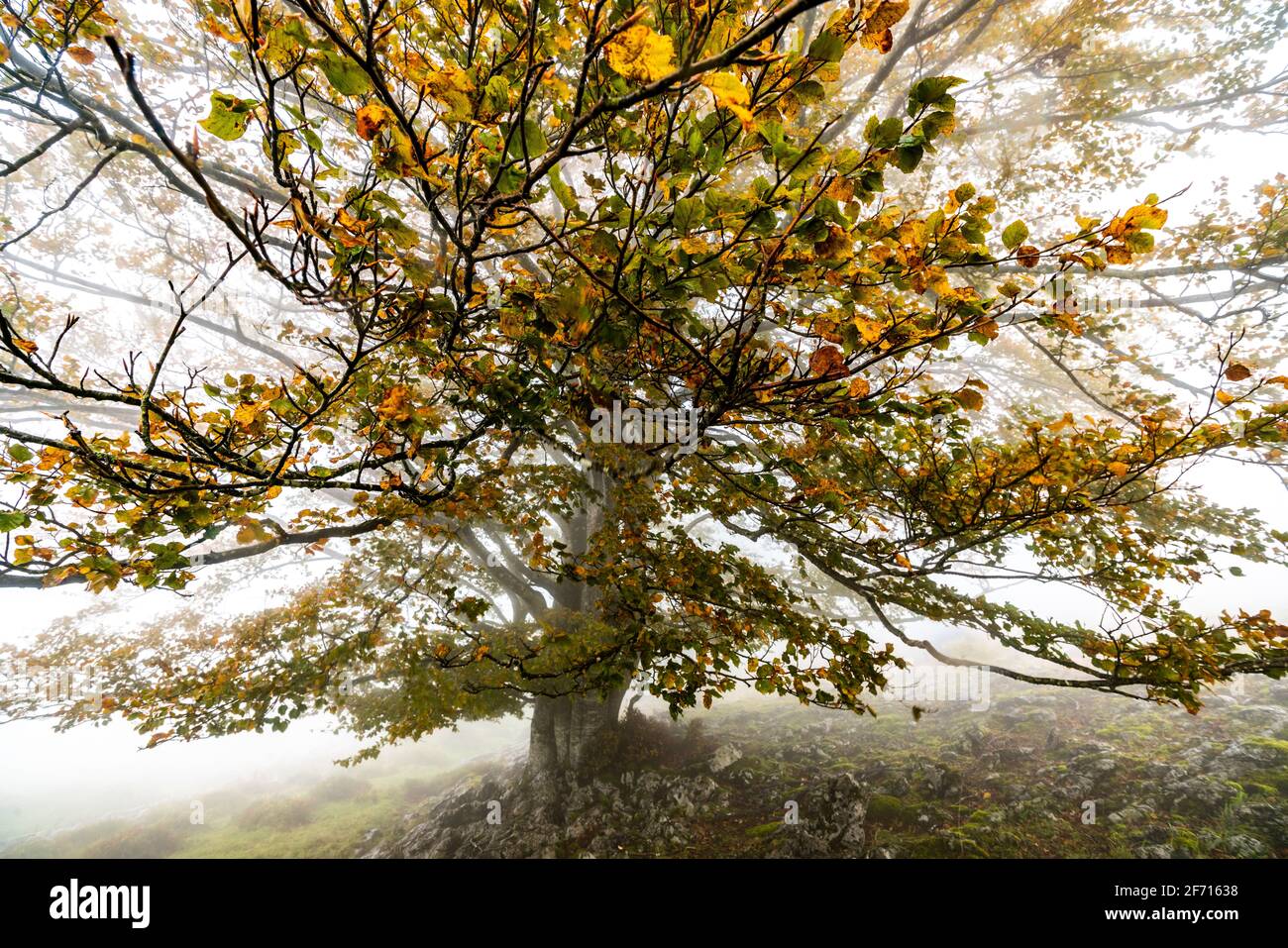 Fallen leaves in the forest complement the autumn season. Otzarreta Forest, Gorbea Natural Park, Bizkaia, Spain Stock Photo