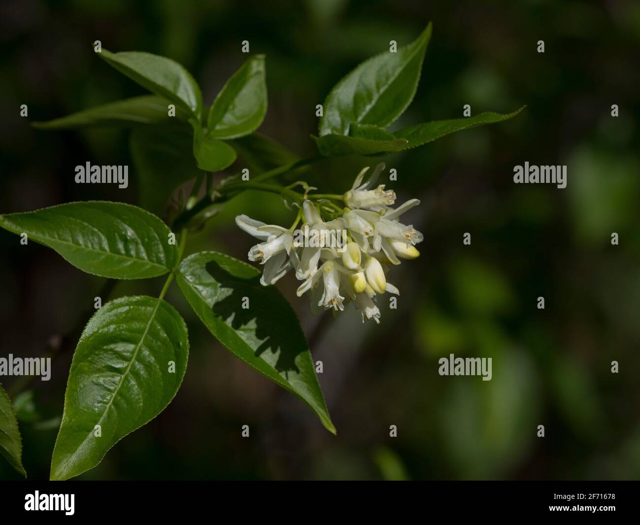 Staphylea colchica in flower. Stock Photo