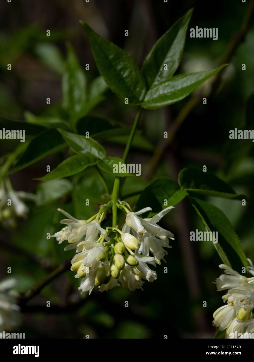 Staphylea colchica in flower. Stock Photo