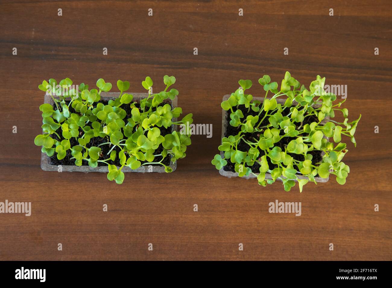 Microgreens groowing in a plastic container Stock Photo
