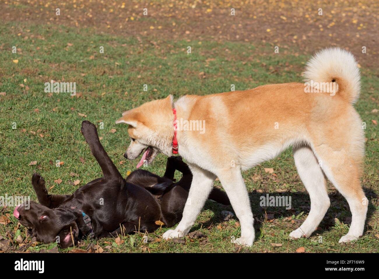 Akita inu puppy and labrador retriever puppy are playing in the autumn park. Pet animals. Purebred dog. Stock Photo