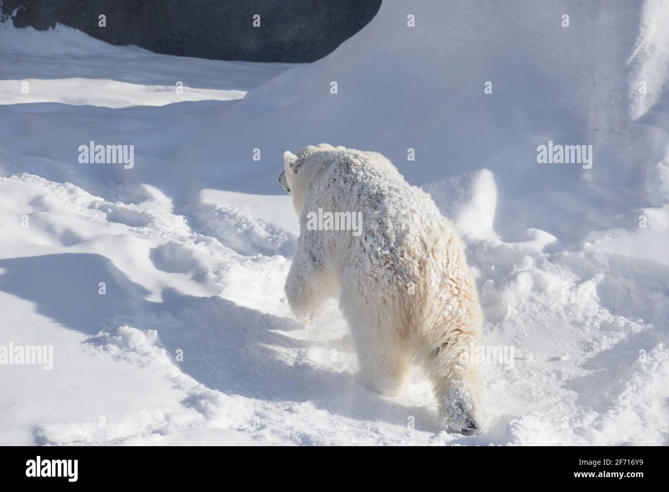 Polar bear cub is walking on the white snow. Ursus maritimus or Thalarctos Maritimus. Animals in wildlife. Stock Photo